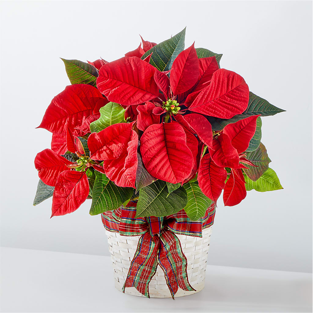 Happiest Holidays Poinsettia – Hb Floral Studio, Rockford IL