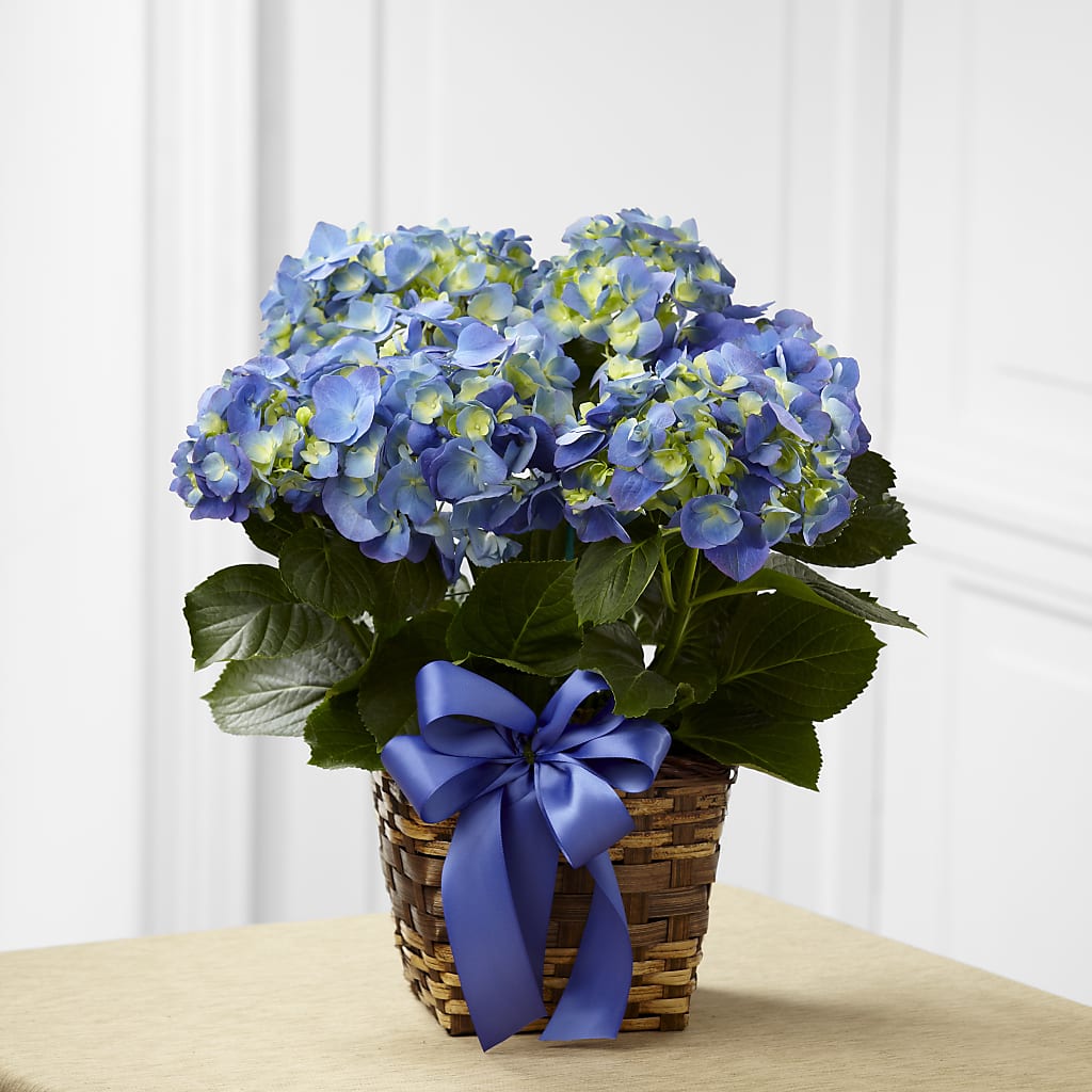 Blue Hydrangea Planter – Hb Floral Studio, Rockford IL