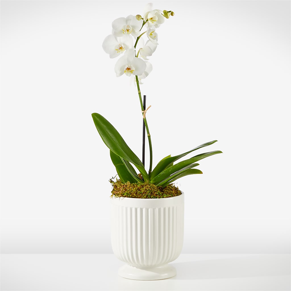 Whispering White Orchid – Hb Floral Studio, Rockford IL