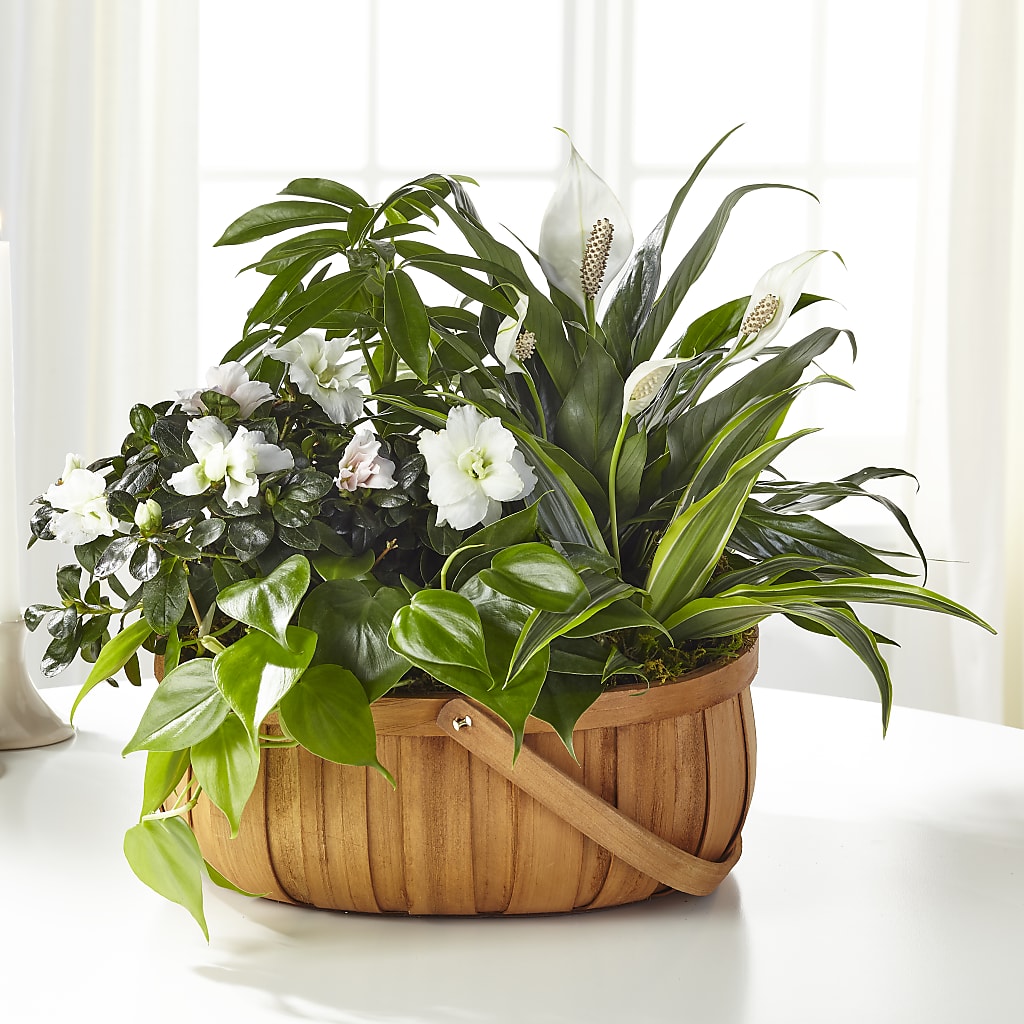 Serene Dishgarden – Hb Floral Studio, Rockford IL