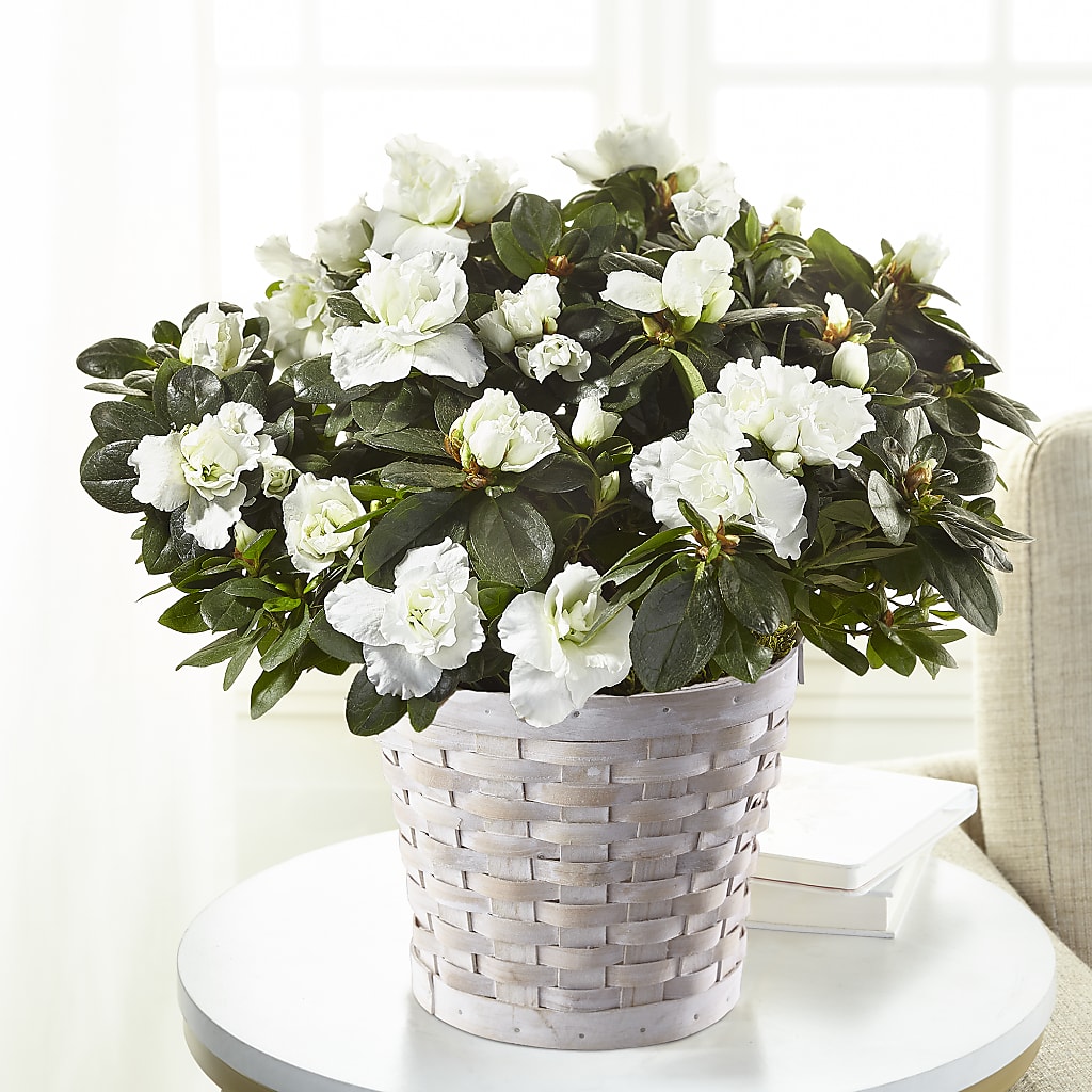 White Azalea Plant – Hb Floral Studio, Rockford IL
