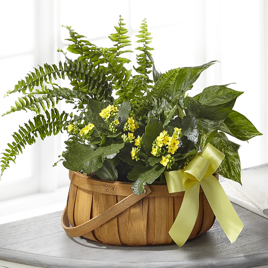 Always Dear Dishgarden – Hb Floral Studio, Rockford IL