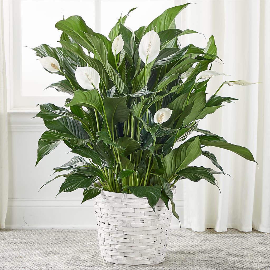 A New Leaf Peace Lily – Hb Floral Studio, Rockford IL