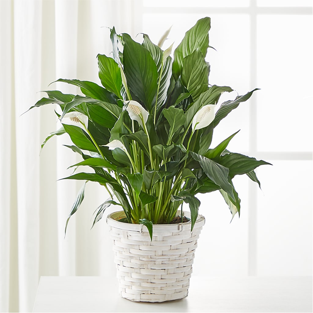 A New Leaf Peace Lily – Hb Floral Studio, Rockford IL