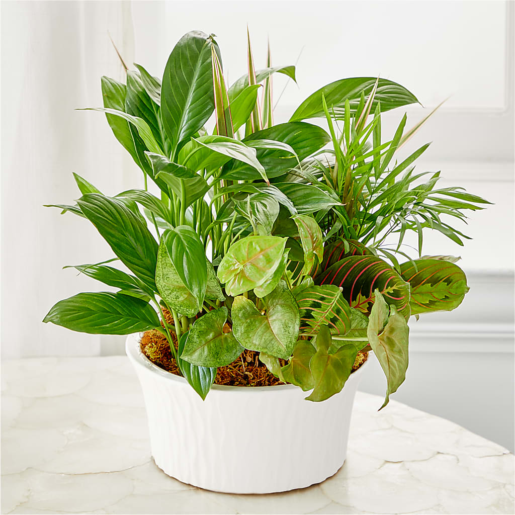 Balance & Harmony Dishgarden – Hb Floral Studio, Rockford IL