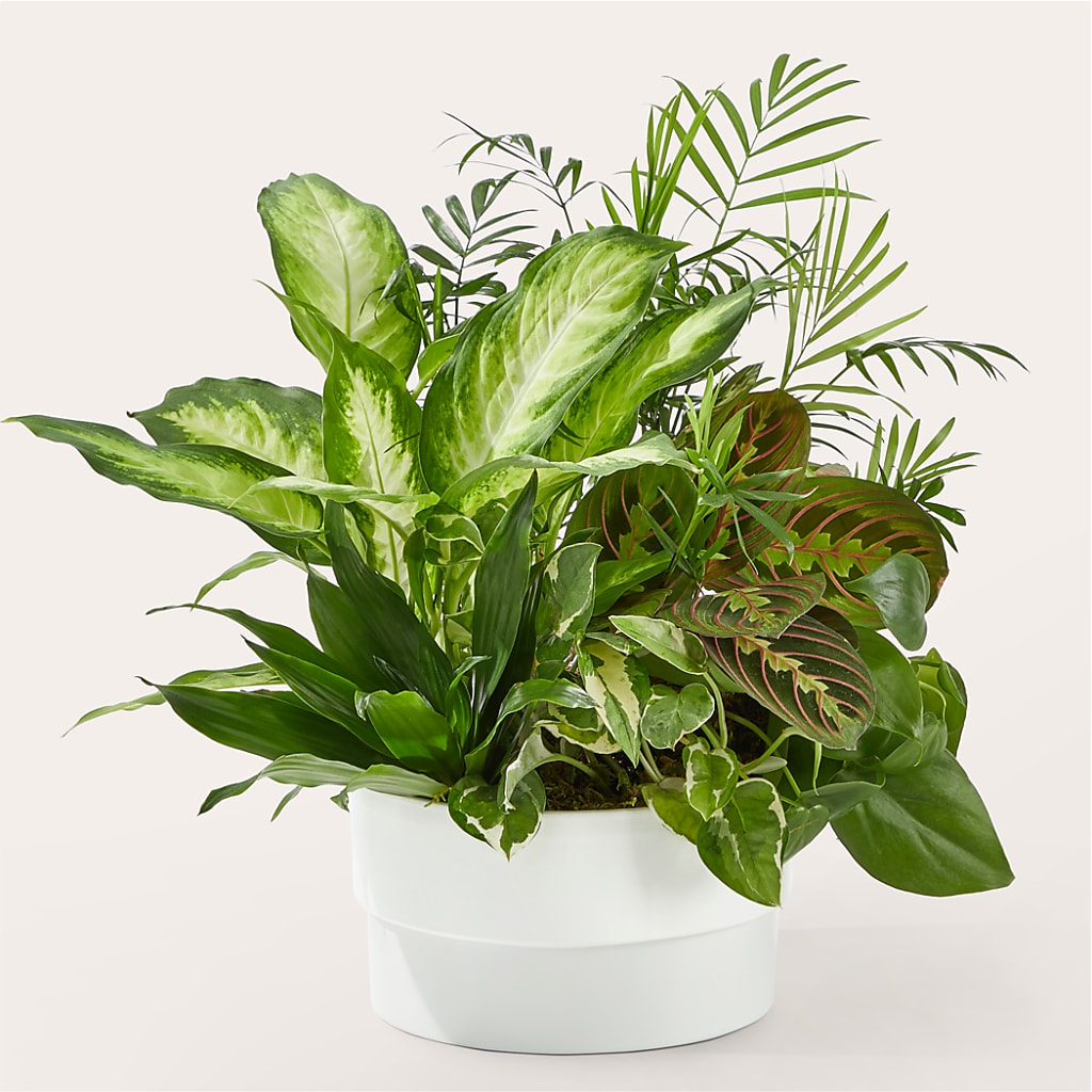 Radiating Positivity Dishgarden – Hb Floral Studio, Rockford IL