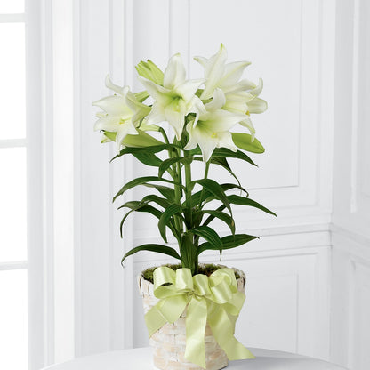 Easter Lily Plant –  Hb Floral Studio, Rockford IL