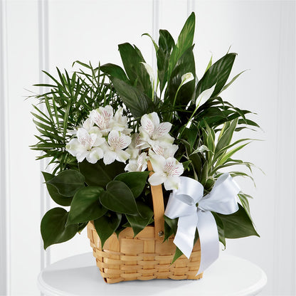 Peace & Serenity Dishgarden –  Hb Floral Studio, Rockford IL