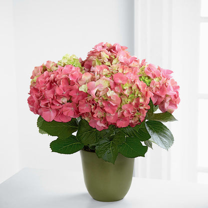 Pink Hydrangea Planter –  Hb Floral Studio, Rockford IL