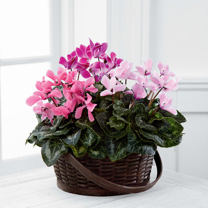Mixed Cyclamen Planter –  Hb Floral Studio, Rockford IL