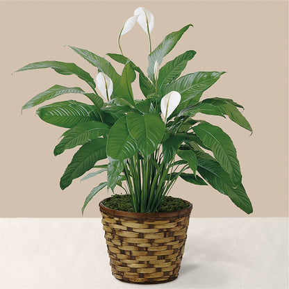 Tranquil Moments Peace Lily Plant –  Hb Floral Studio, Rockford IL