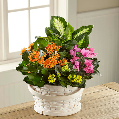 Color Crush Dishgarden –  Hb Floral Studio, Rockford IL