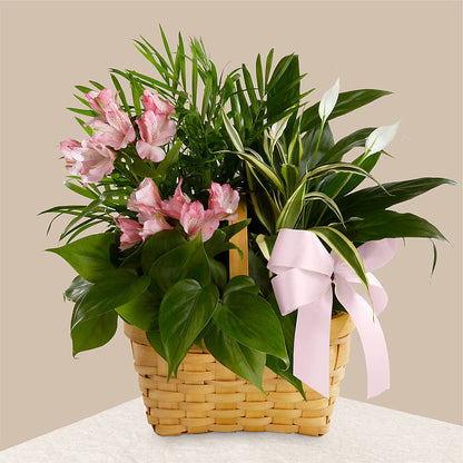 Living Spirit Dishgarden –  Hb Floral Studio, Rockford IL
