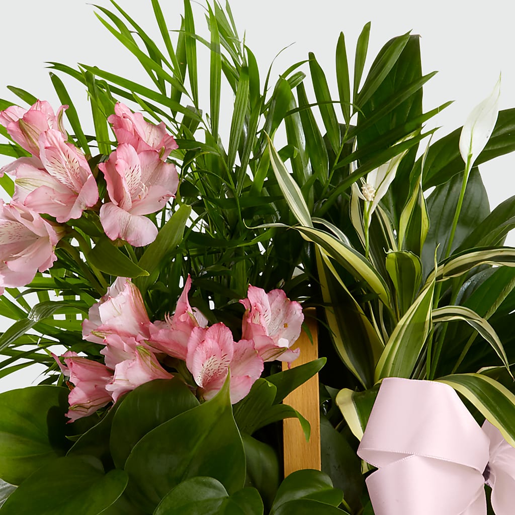 Living Spirit Dishgarden –  Hb Floral Studio, Rockford IL