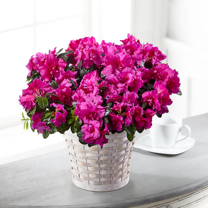 Hope & Serenity Azalea Plant –  Hb Floral Studio, Rockford IL