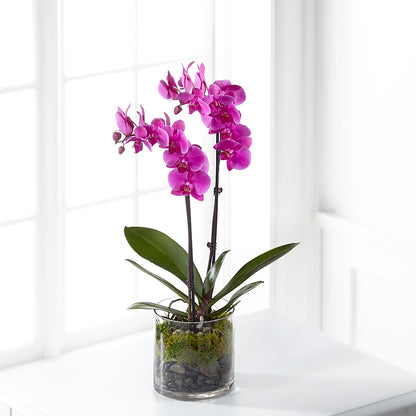 Pink Orchid Plant –  Hb Floral Studio, Rockford IL