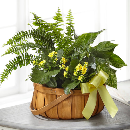 Always Dear Dishgarden –  Hb Floral Studio, Rockford IL